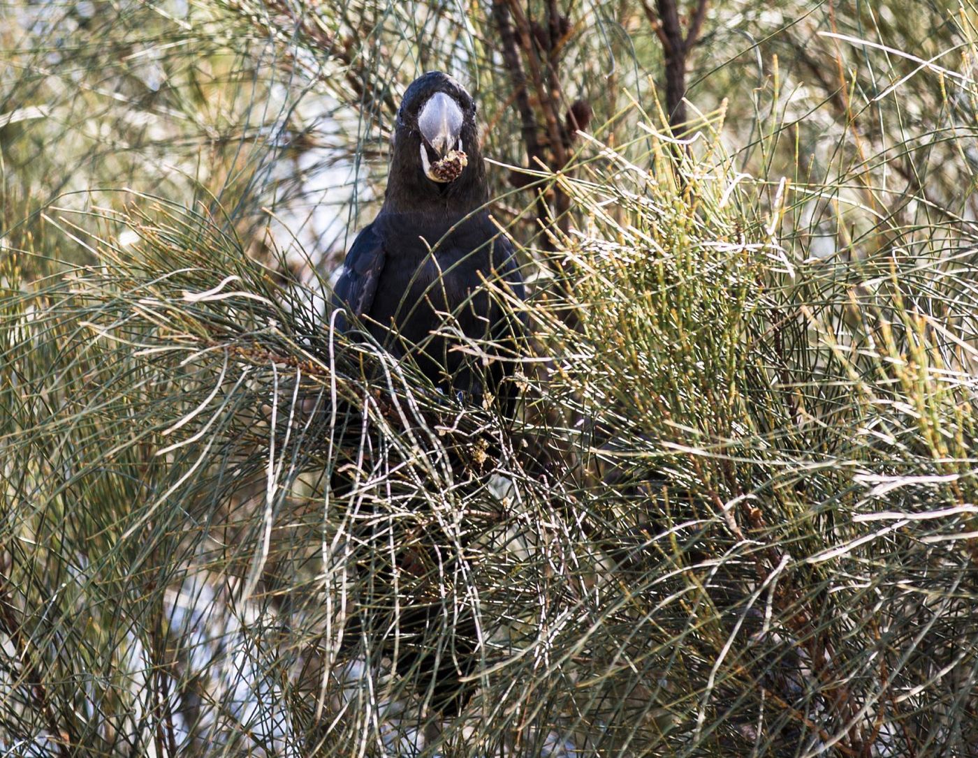 Glossy Black Cockatoo