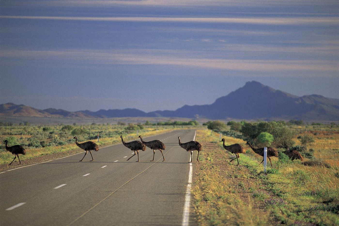Emus Crossing The Road