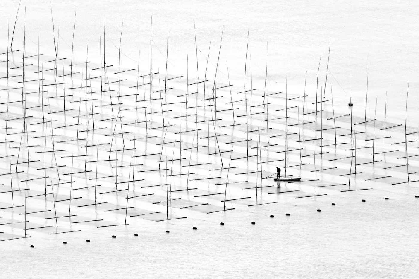 Aquaculteur Sony World Photography Awards