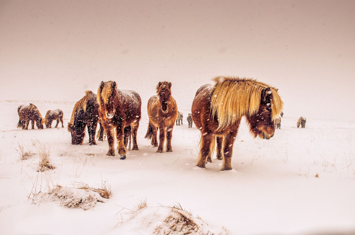 Chevaux islandais Sony World Photography Awards