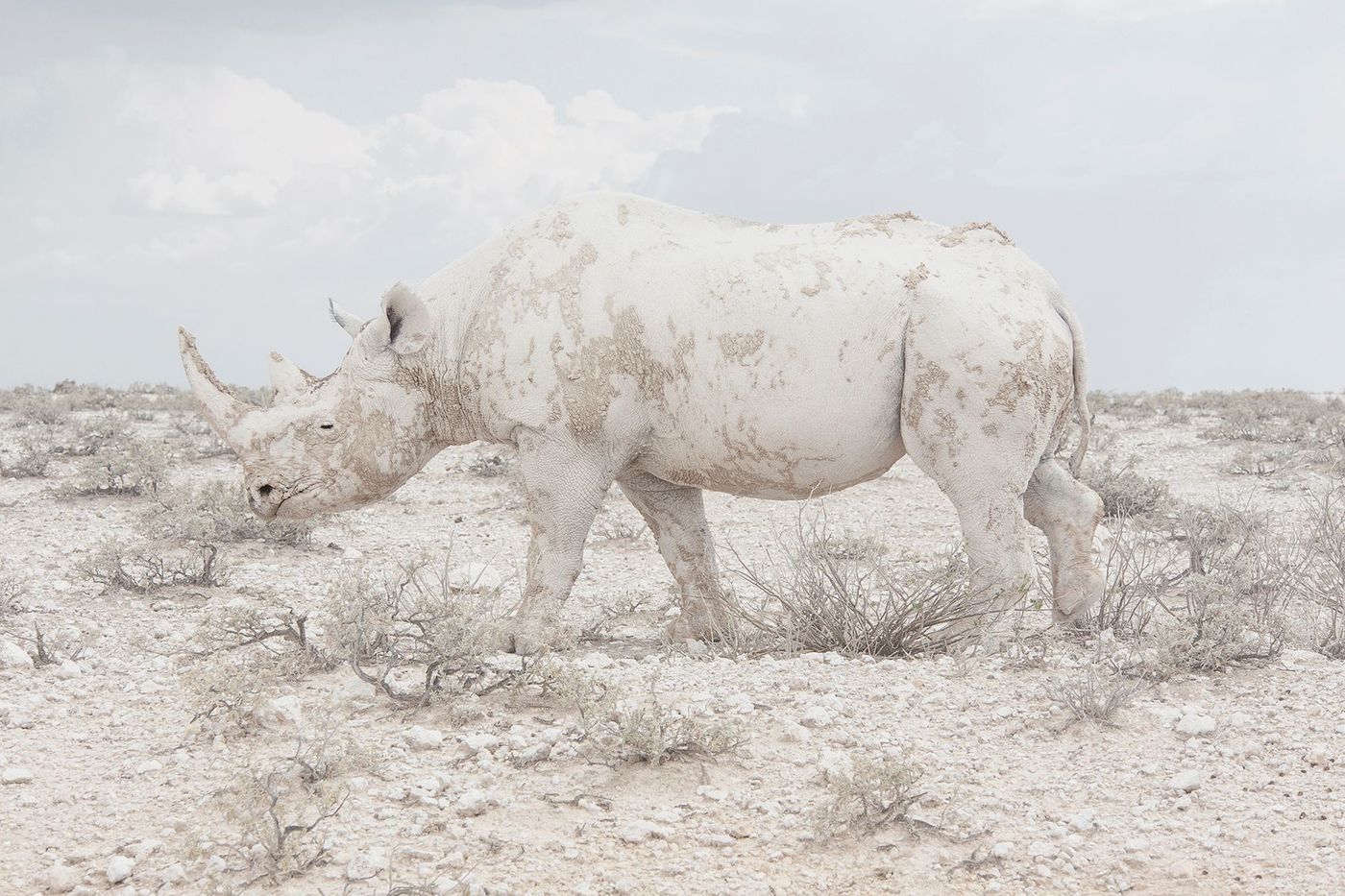 Rhinoceros Sony World Photography Awards