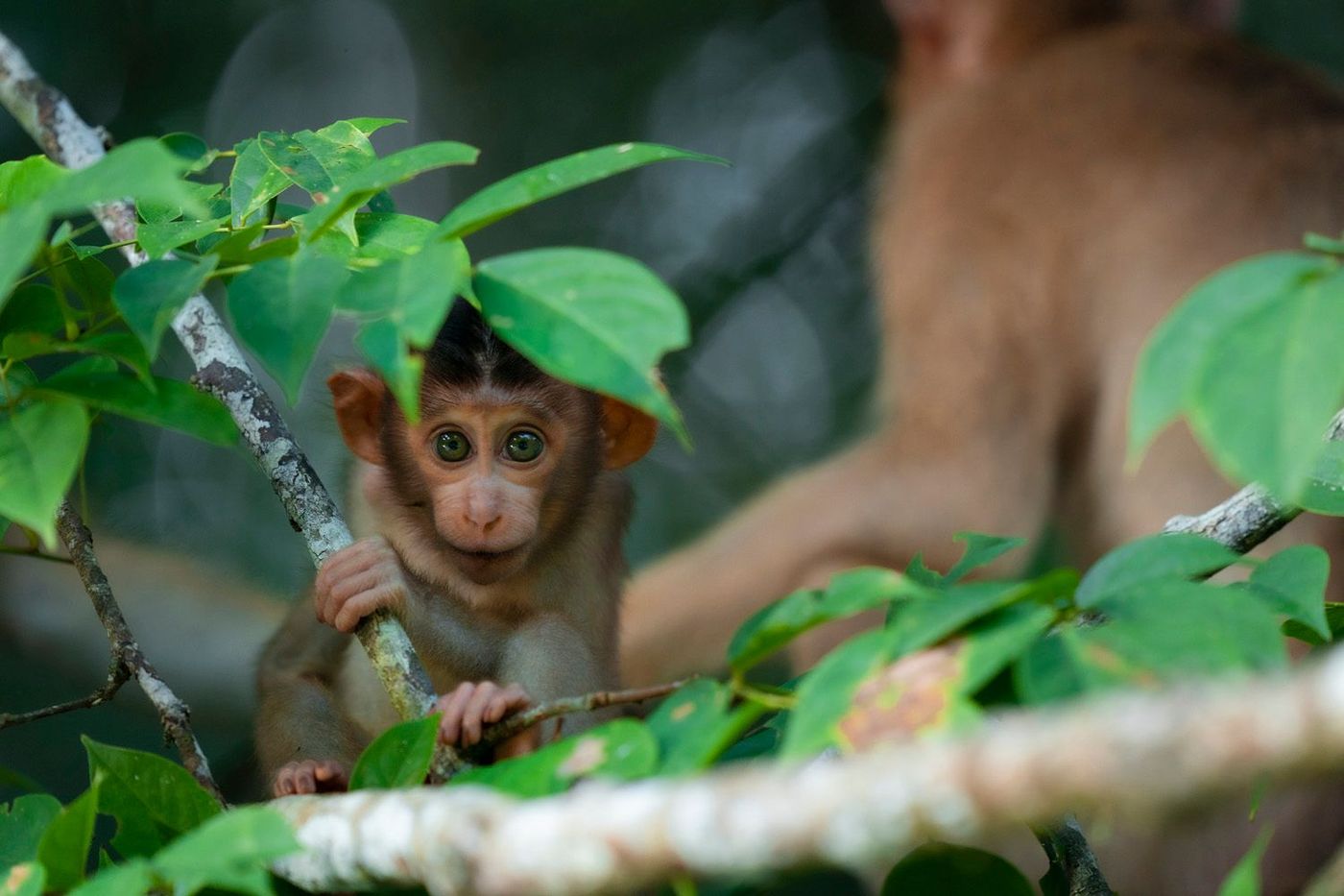 Macaque Kinabatangan River Borneo Malaisie