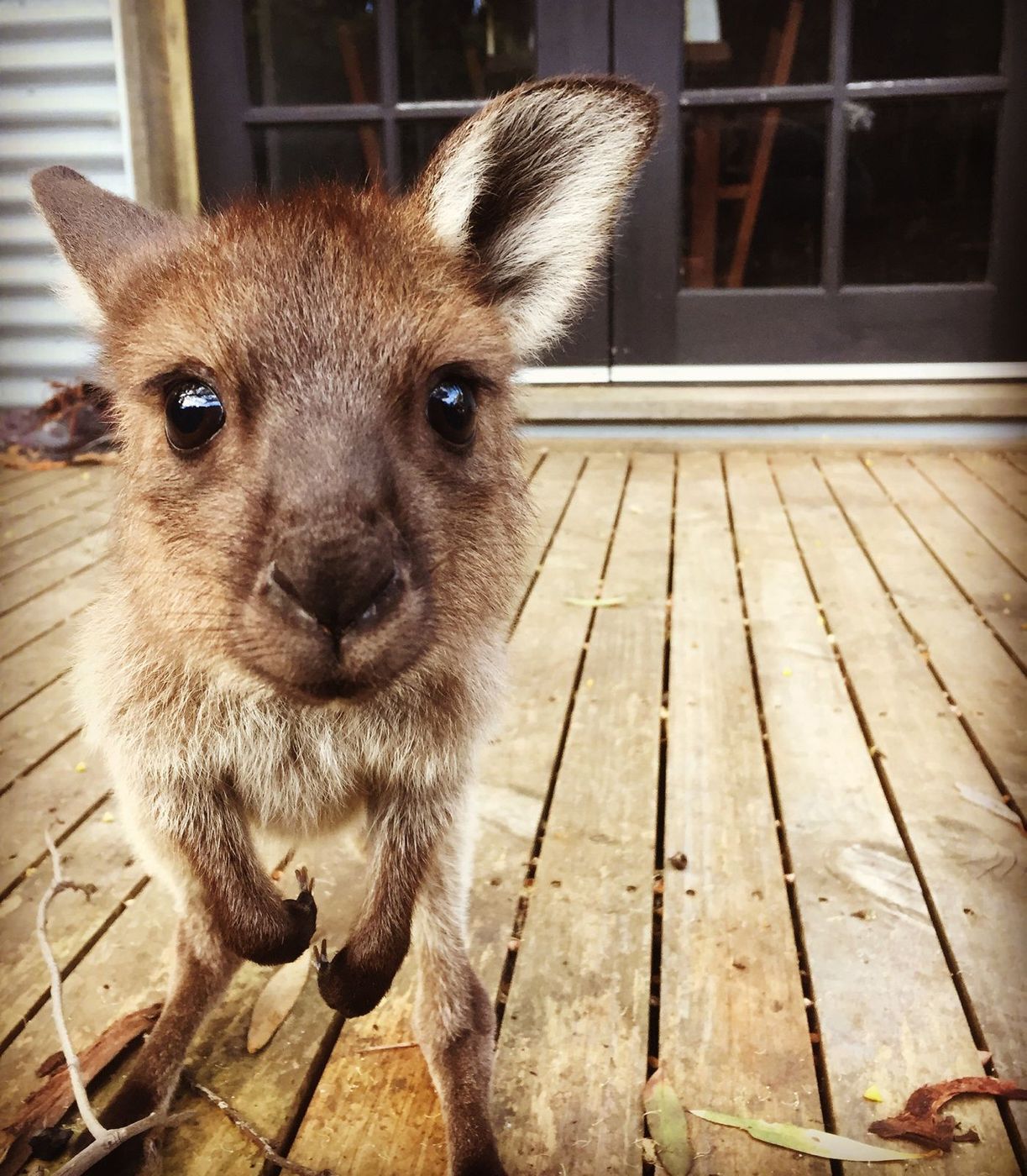 Kangaroo Island