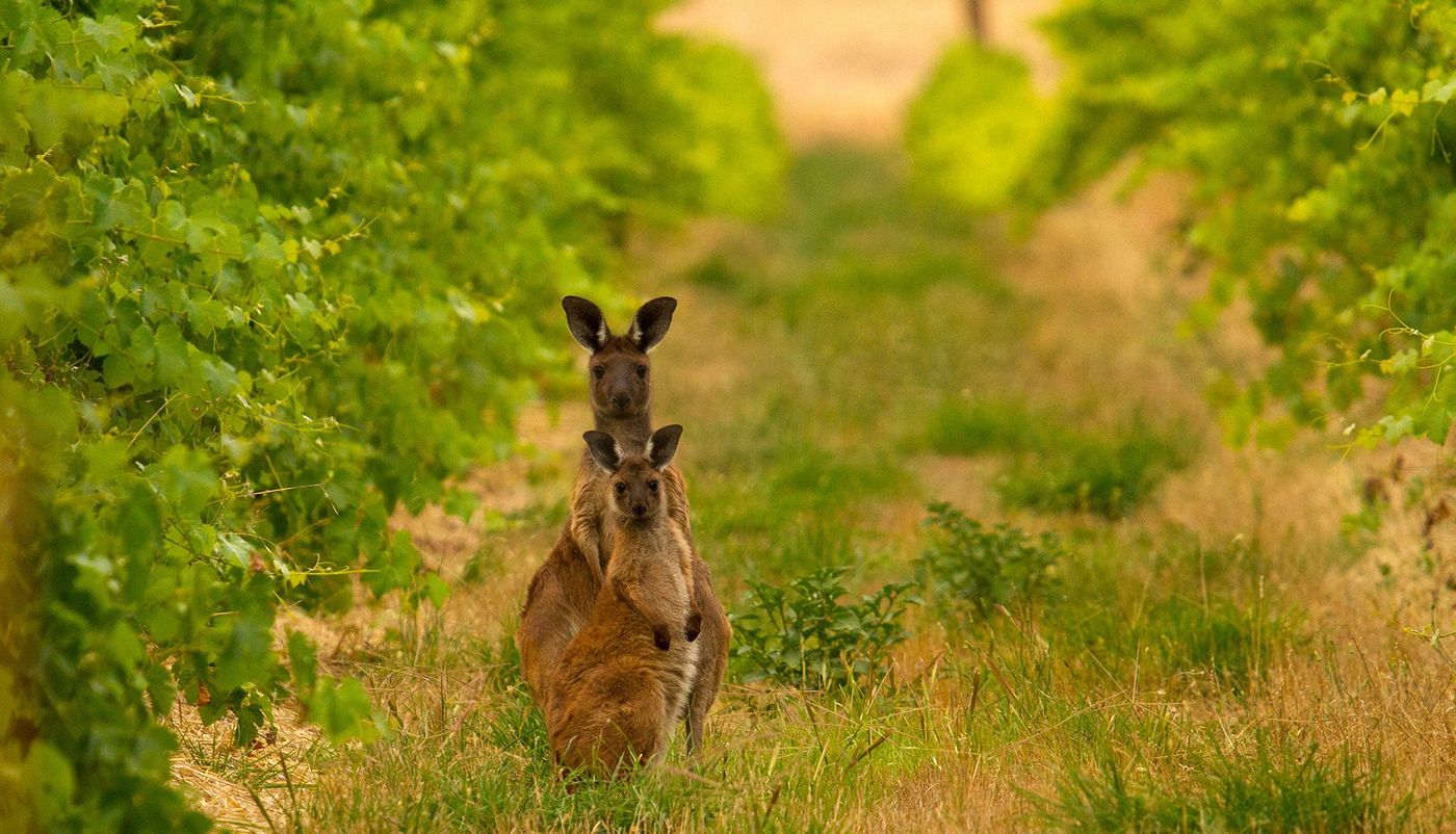 Barossa Valley