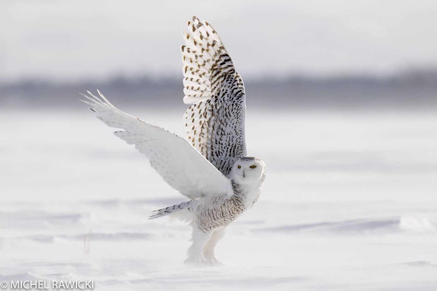 Chouette harfang en Ontario, Canada