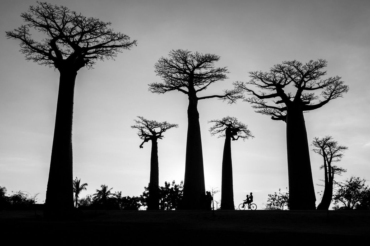 Madagascar Morondava Baobabs