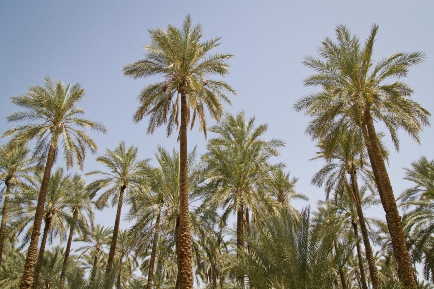 Tolga - Les palmiers dattiers