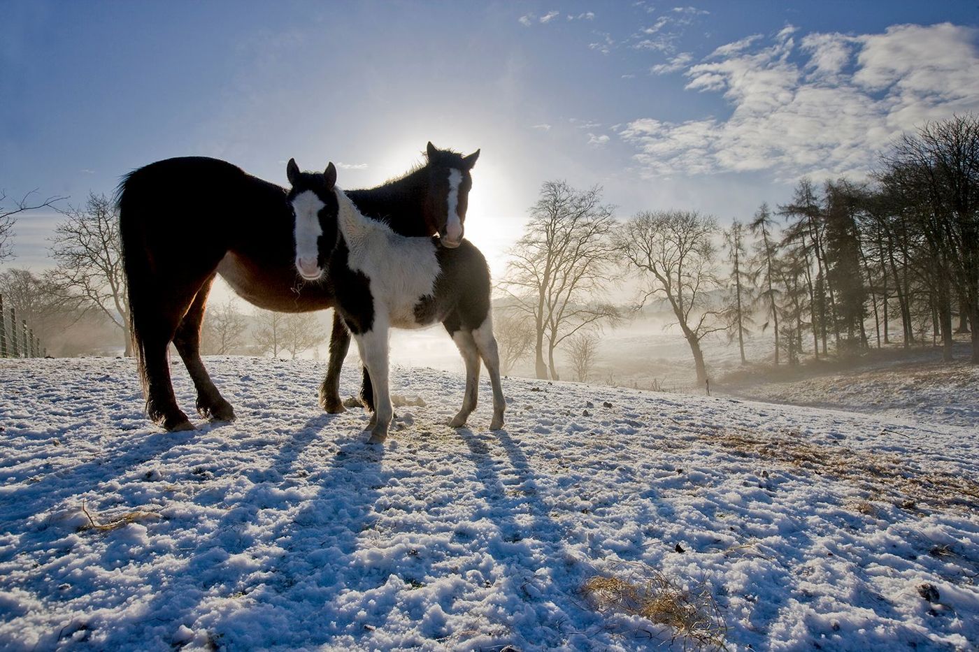 Chevaux en hiver devant Monea Castle