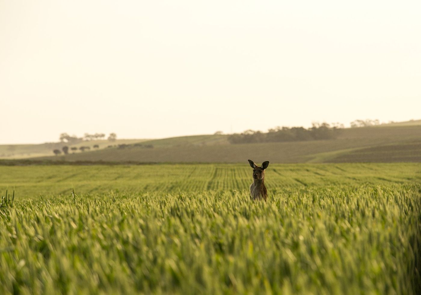 Clare Valley