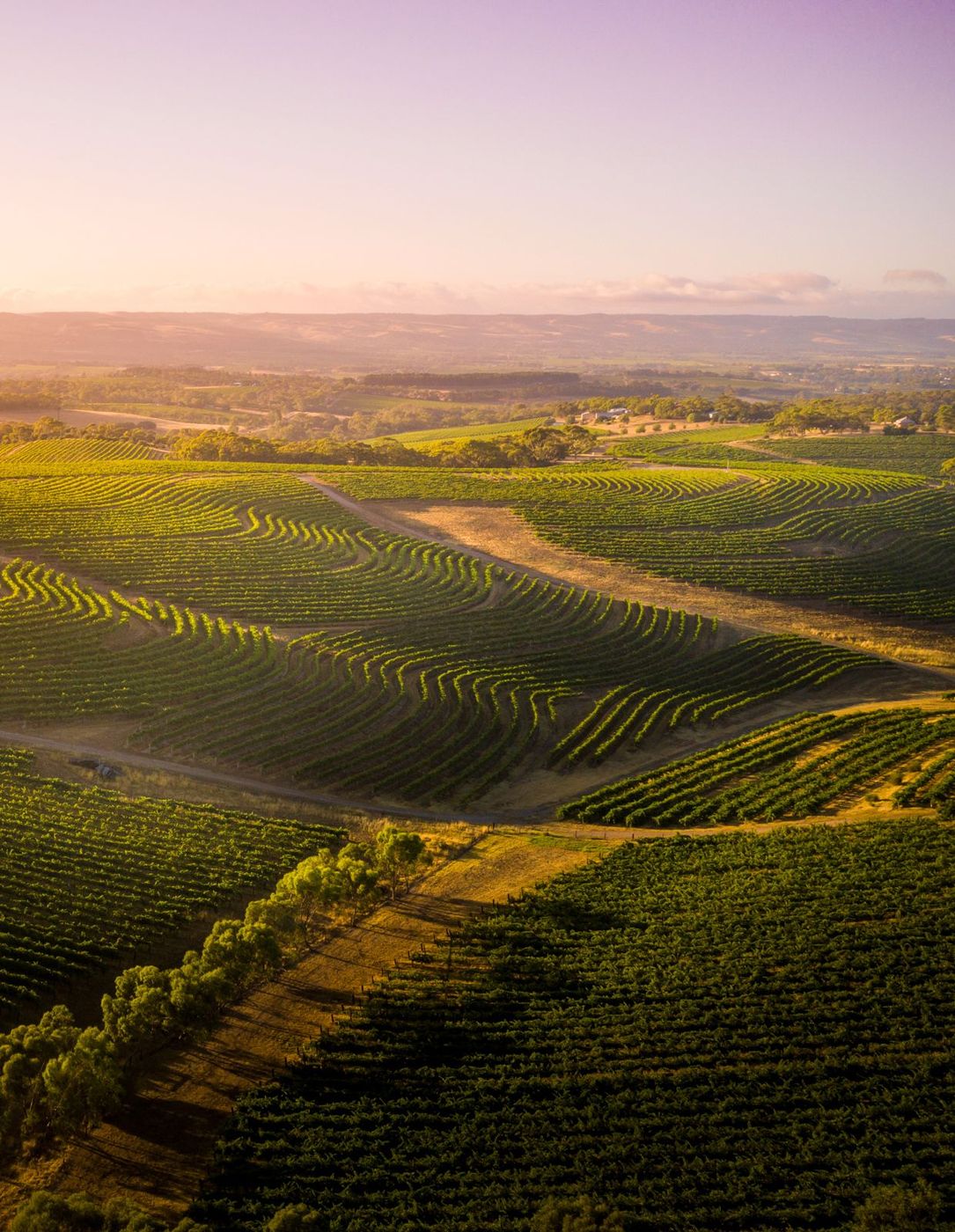 McLaren Vale