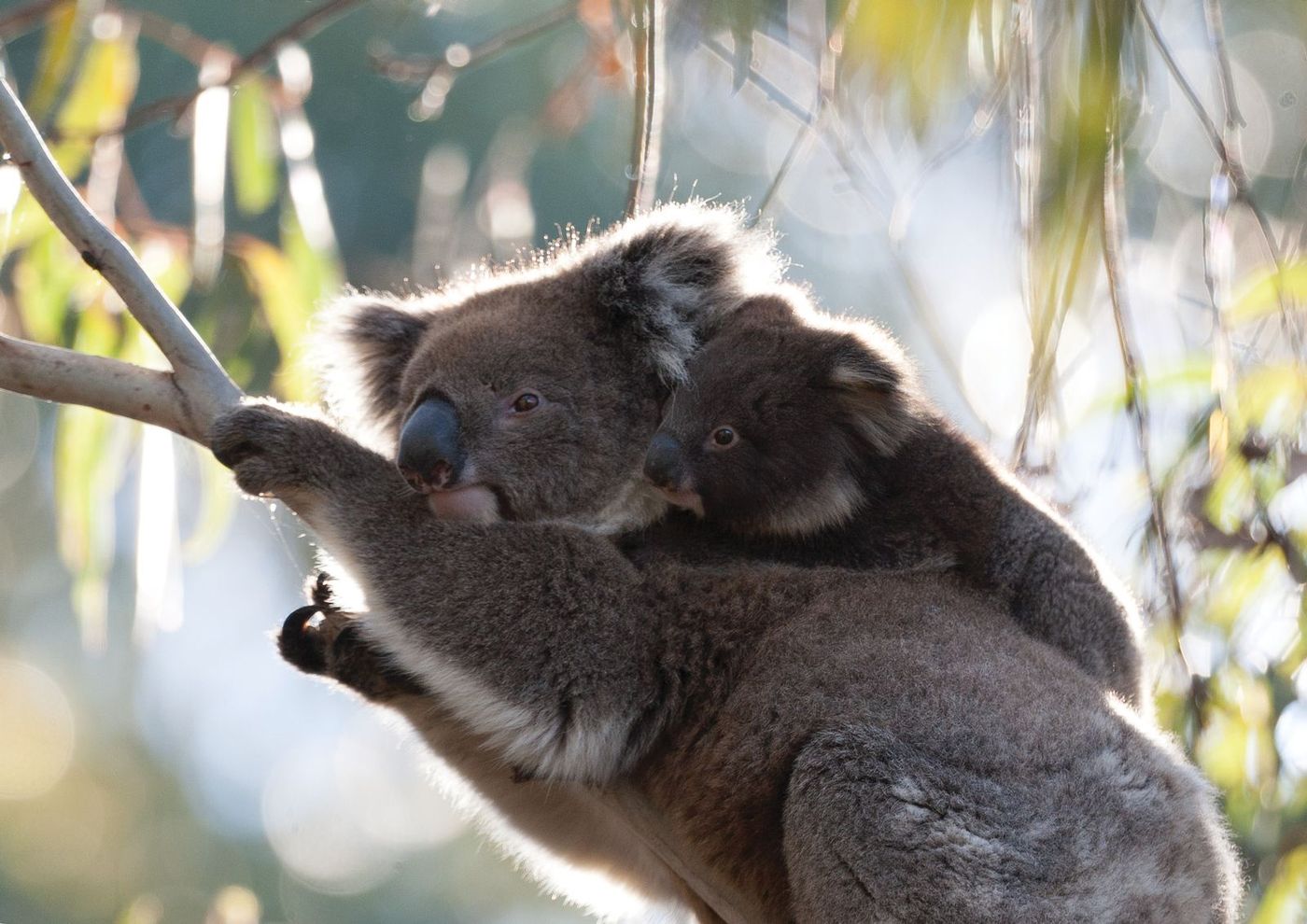 Hanson Bay Wildlife Sanctuary