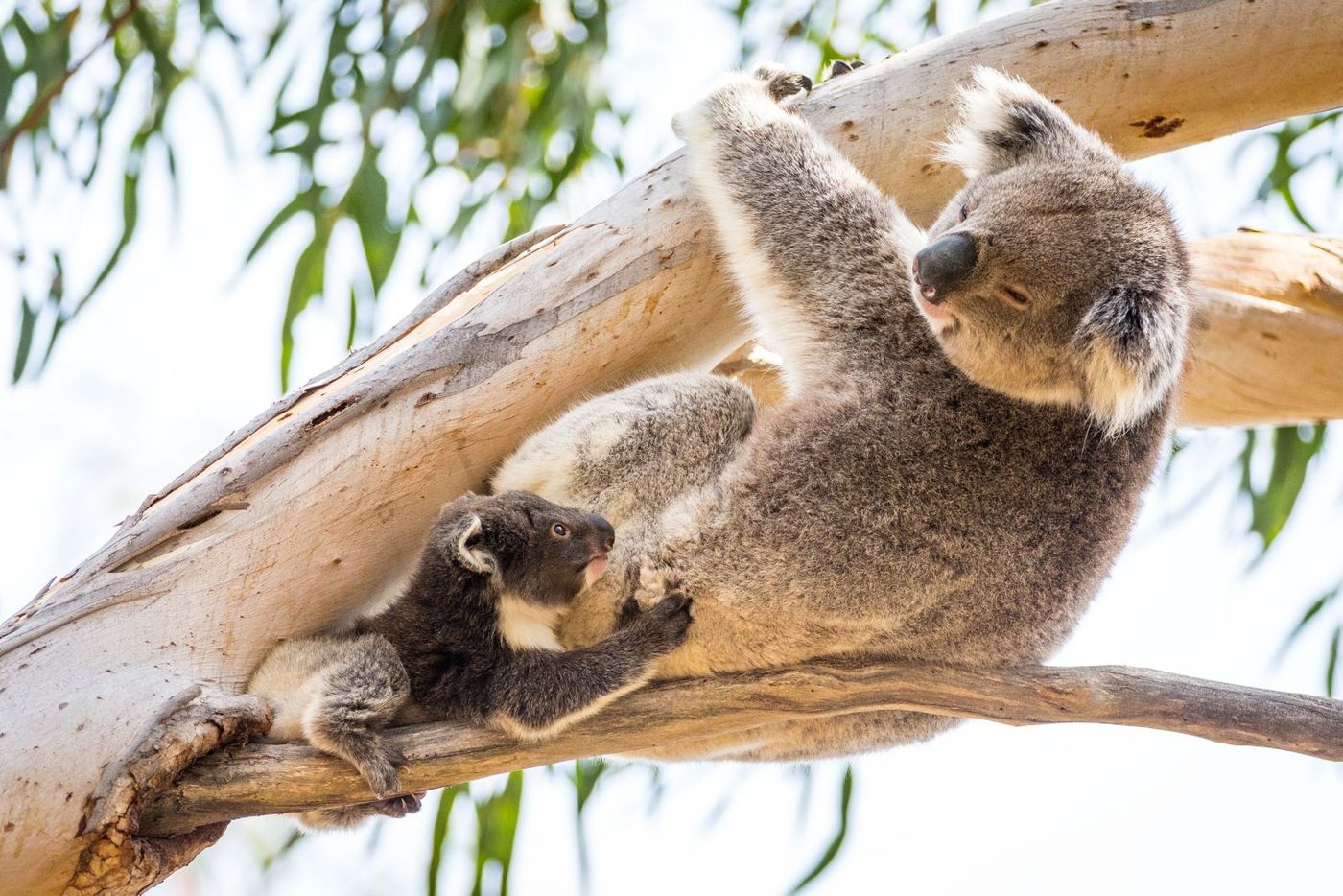 Hanson Bay Wildlife Sanctuary