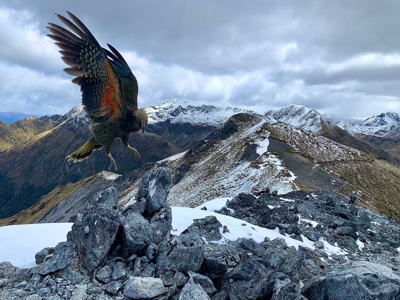 Aigle