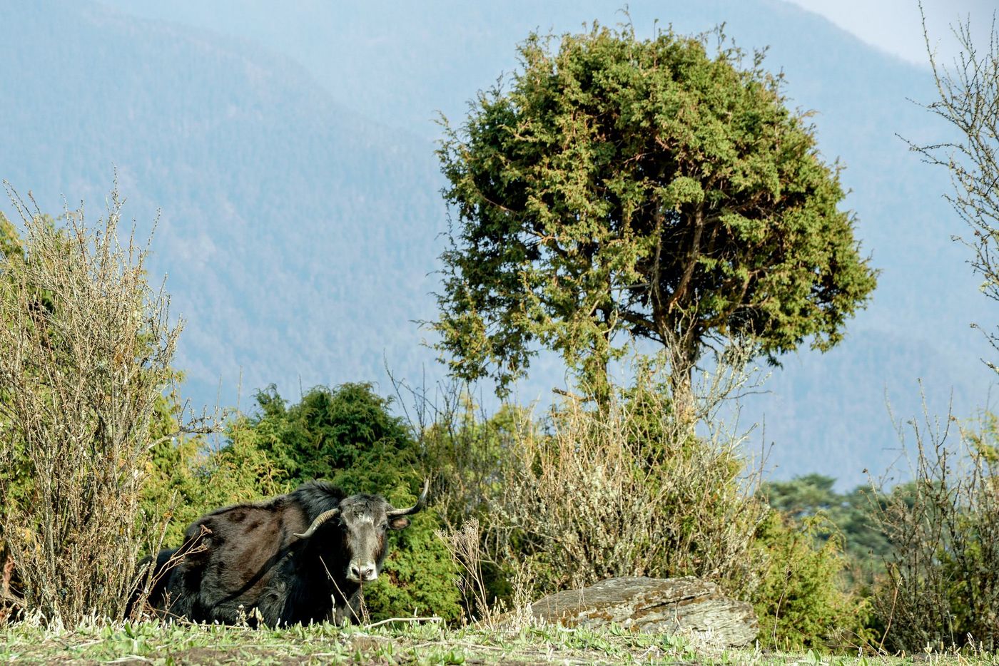 Bhoutan Yak