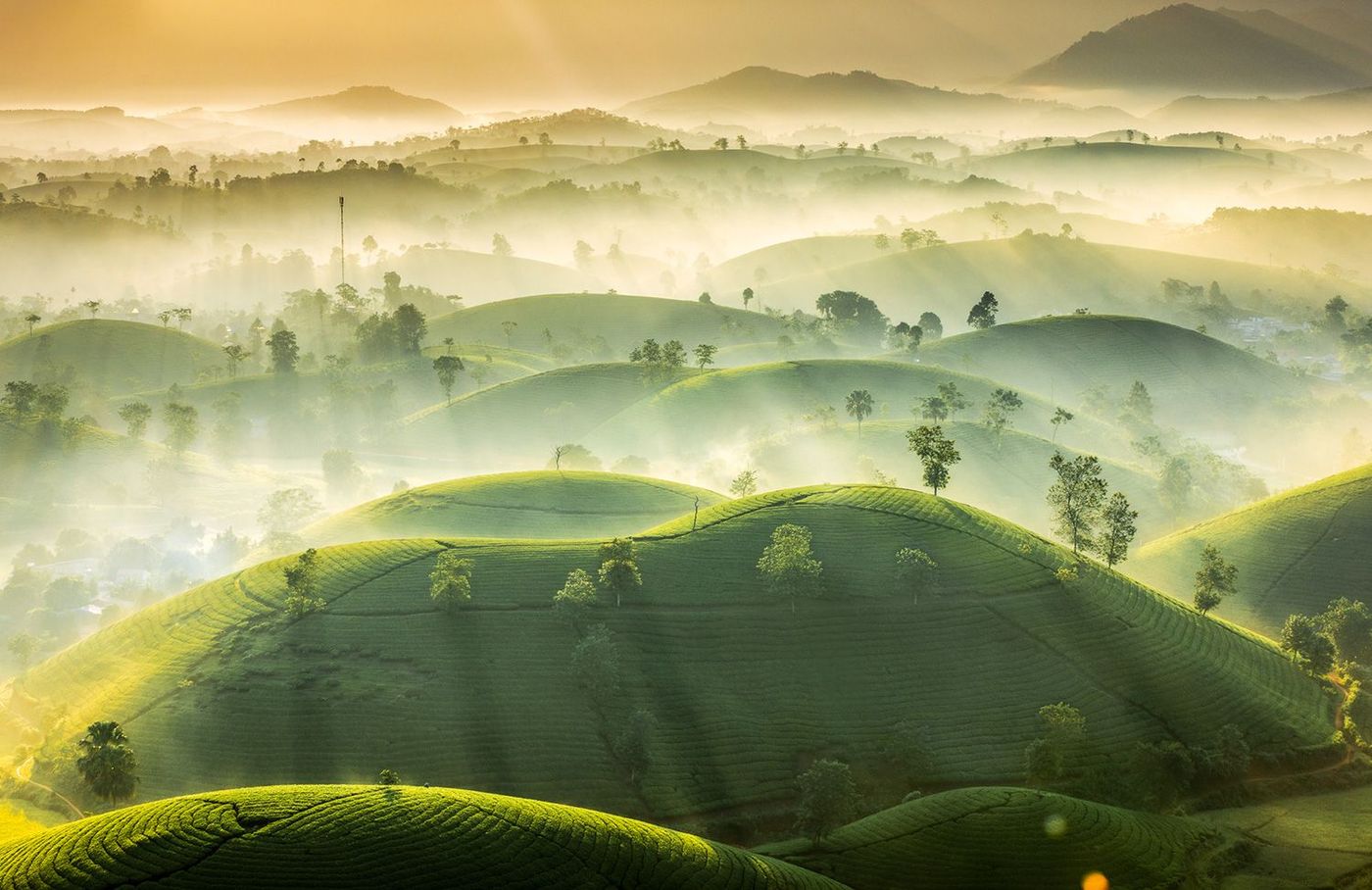 Vietnam Plantations de thé Longcoc
