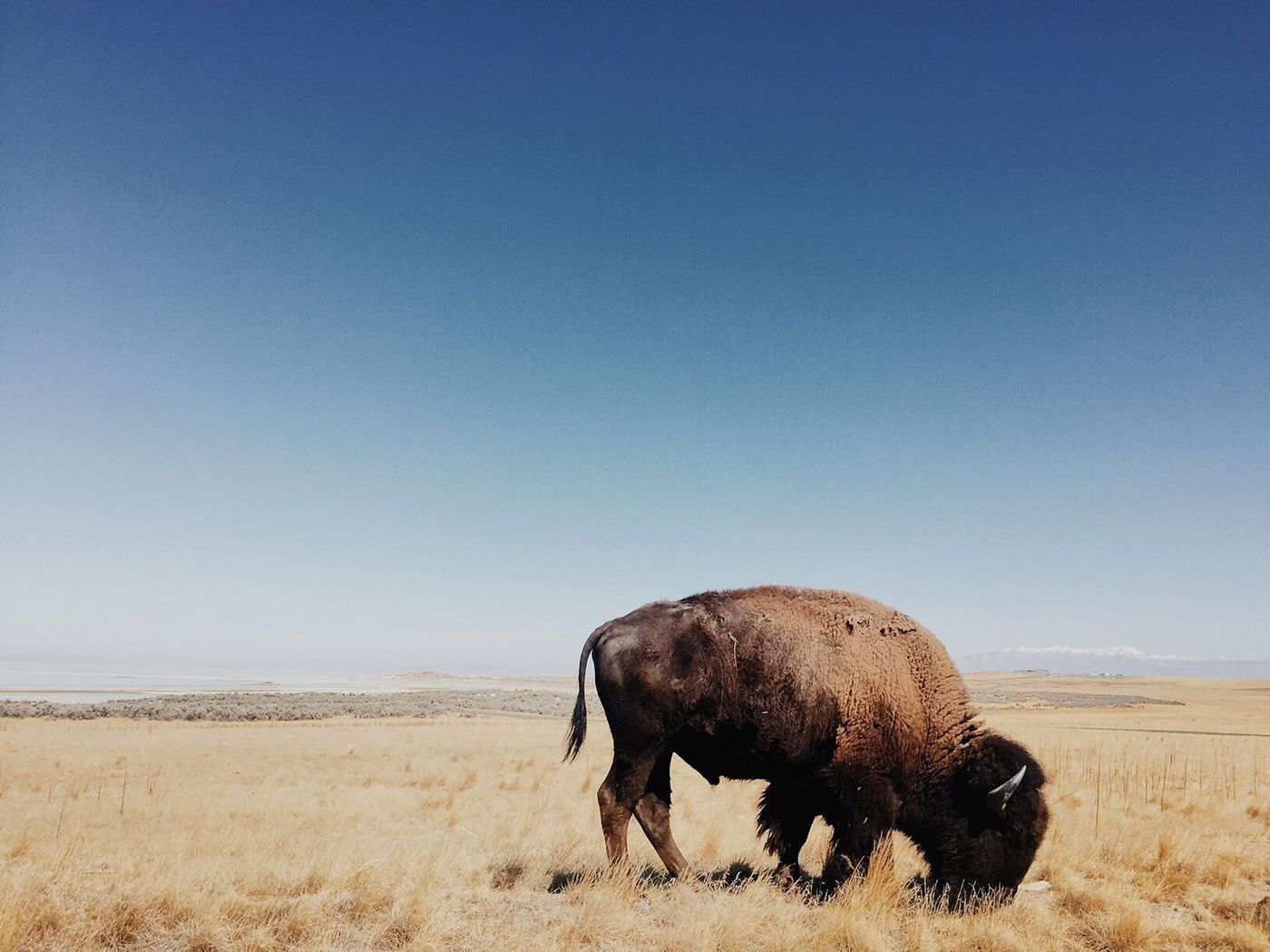 Ippawards Antelope Island