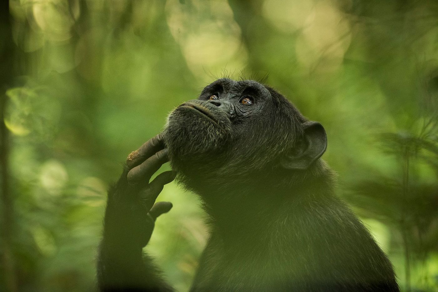 Chimpanzé dans la forêt de Kibale Ouganda