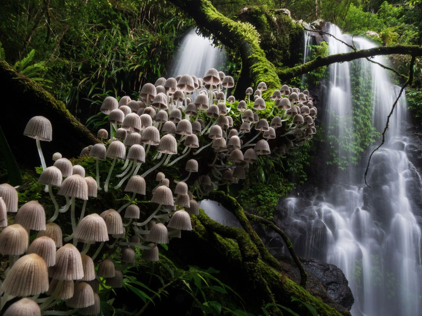 Lamington National Park, Queensland, Australia