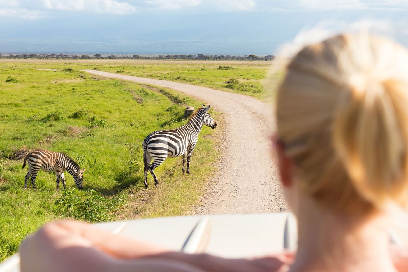 Tanzanie Safari Zèbre