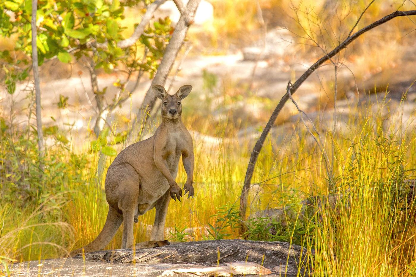 Kangourou au Parc national de Kakadu, Territoire du Nord