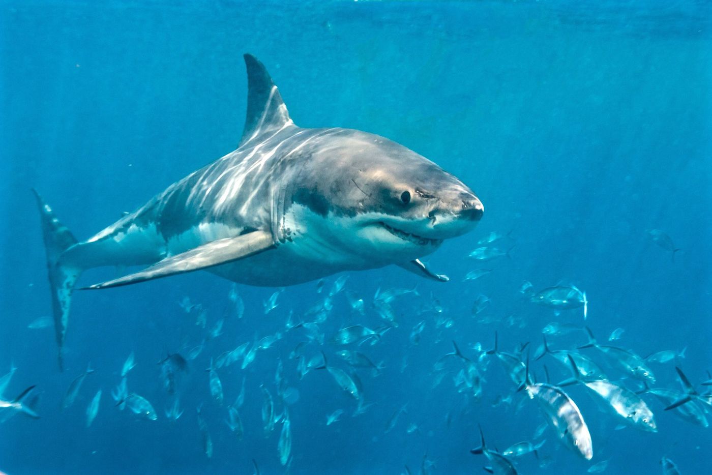 Grand requin blanc, Péninsule d’Eyre, Australie du Sud