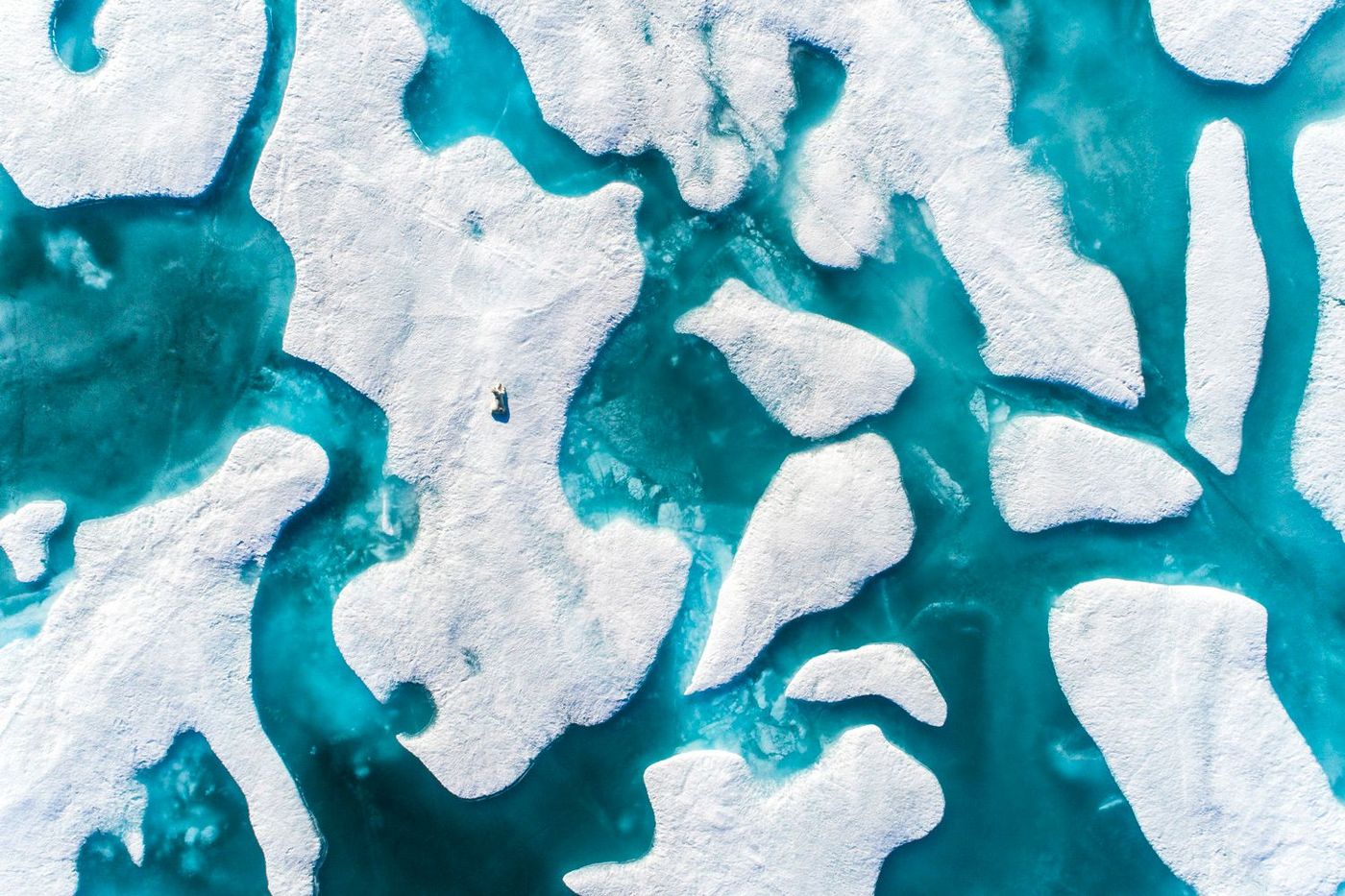Ours polaire Ile de Baffin Nunavut