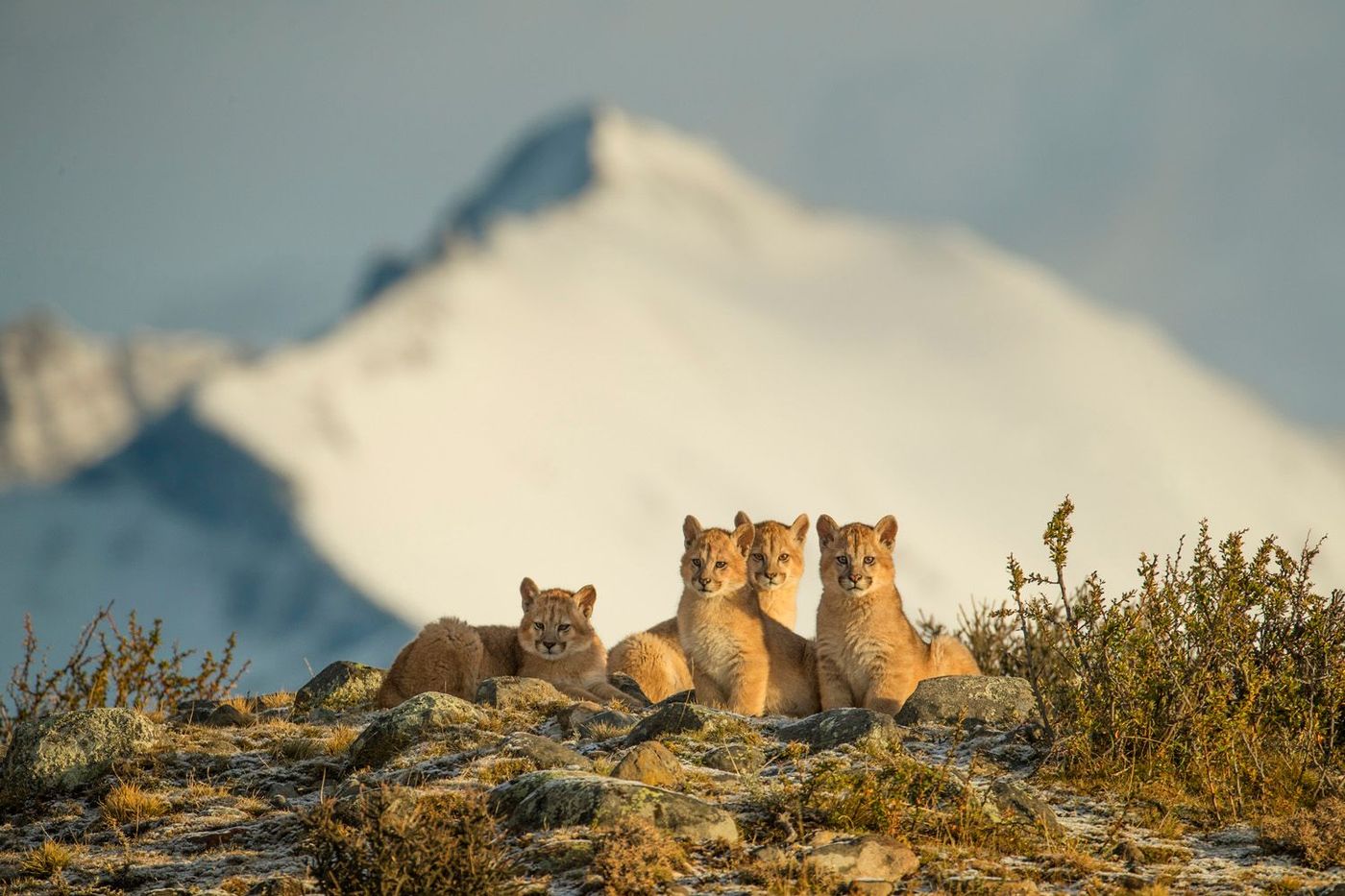 Pumas Chili Torres del Paine