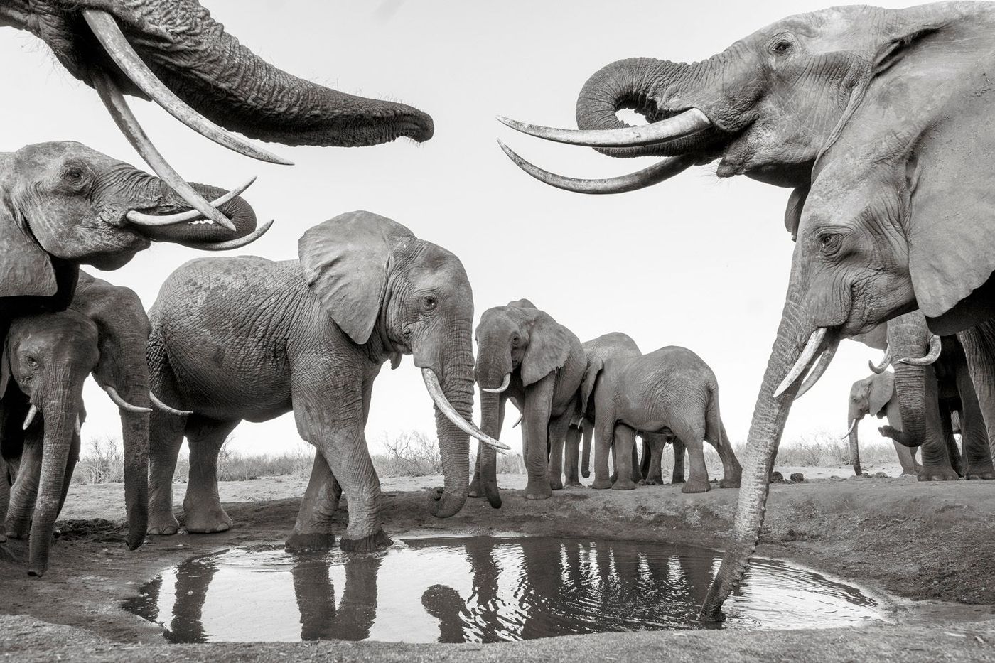 Eléphants Parc de Tsavo Est Kenya