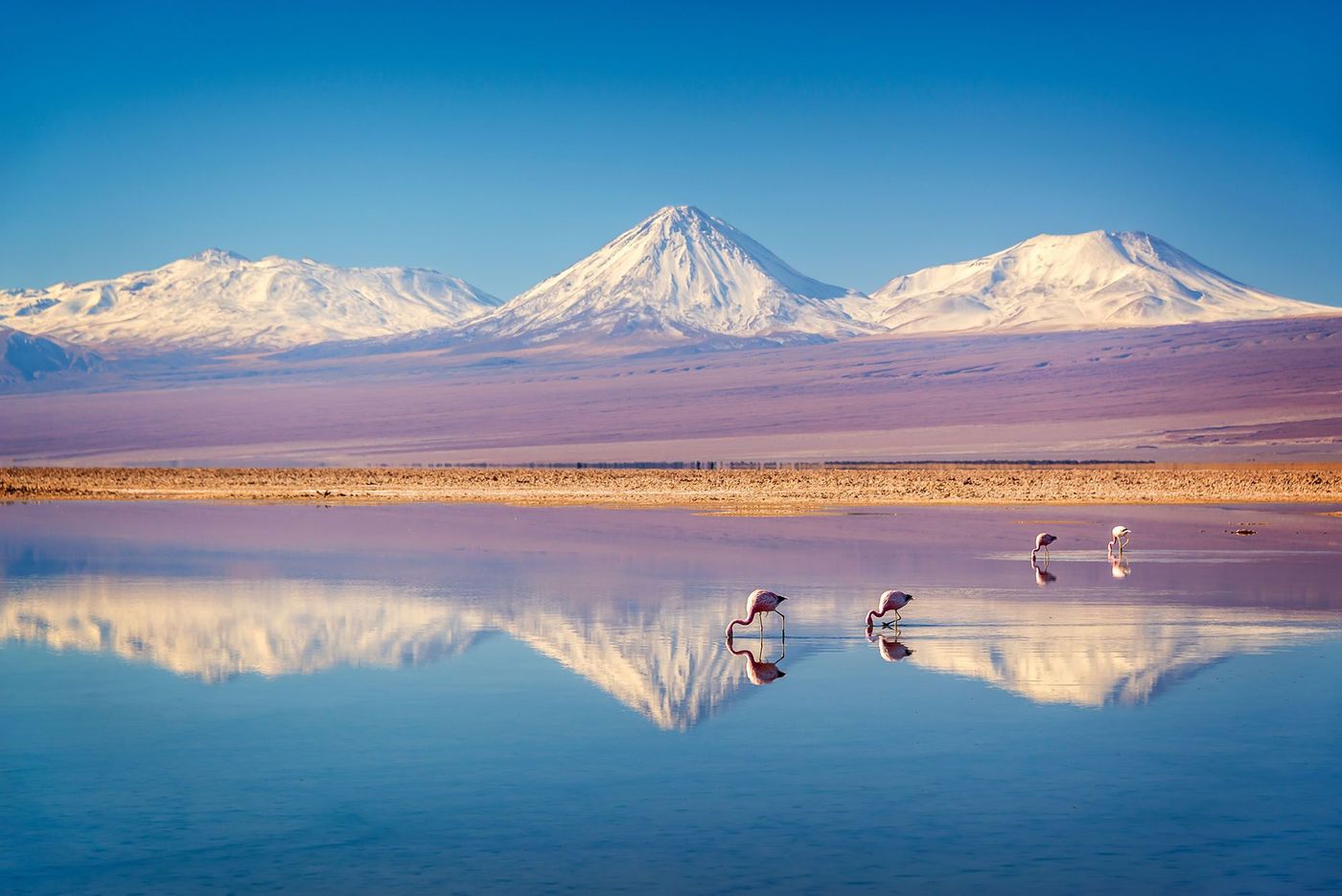 Volcan Licancabur dans les Andes, salar d'Atacama - Chili