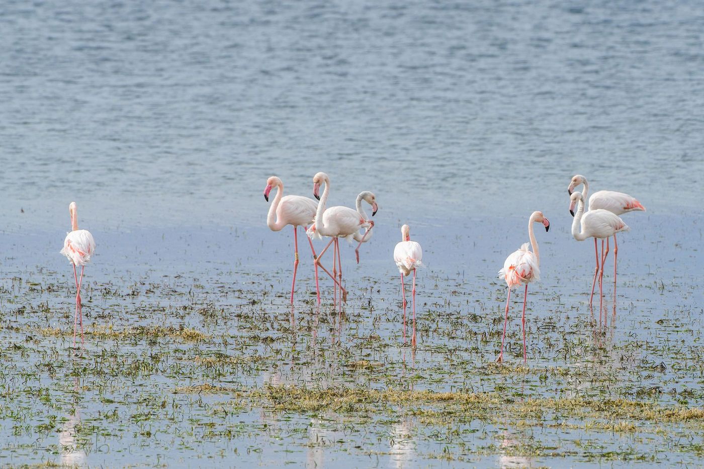 Flamants roses sur l'île de Djerba - Tunisie
