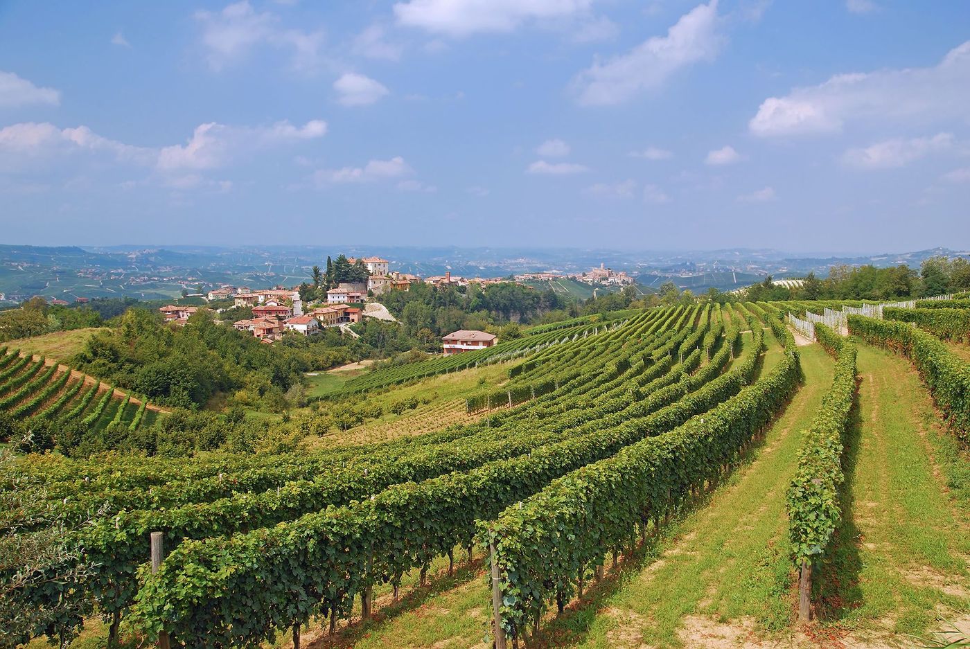 Vignes du Piémont - Italie