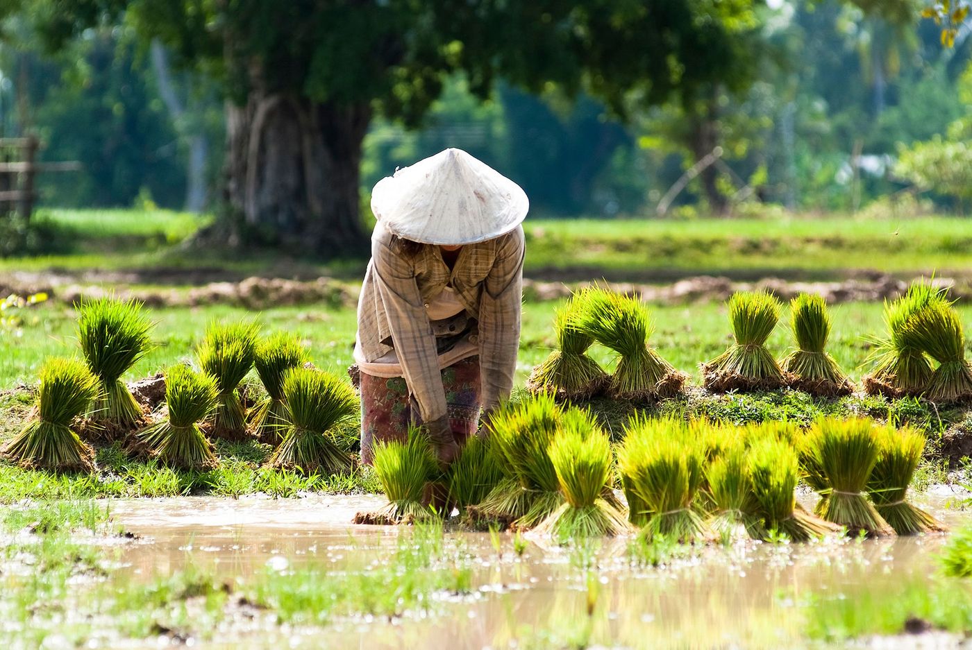 Plantation de riz