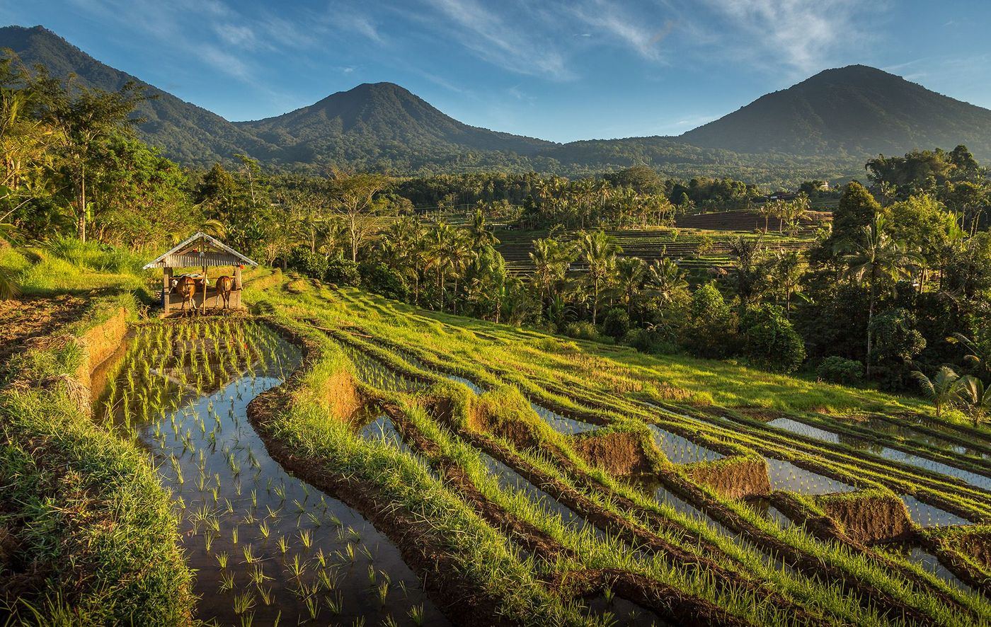 Rizière Bali