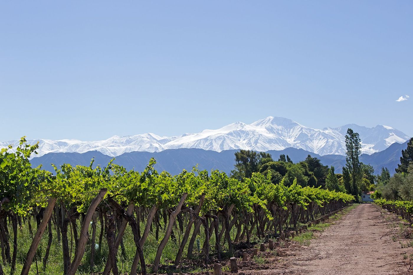 Vigne de Mendoza
