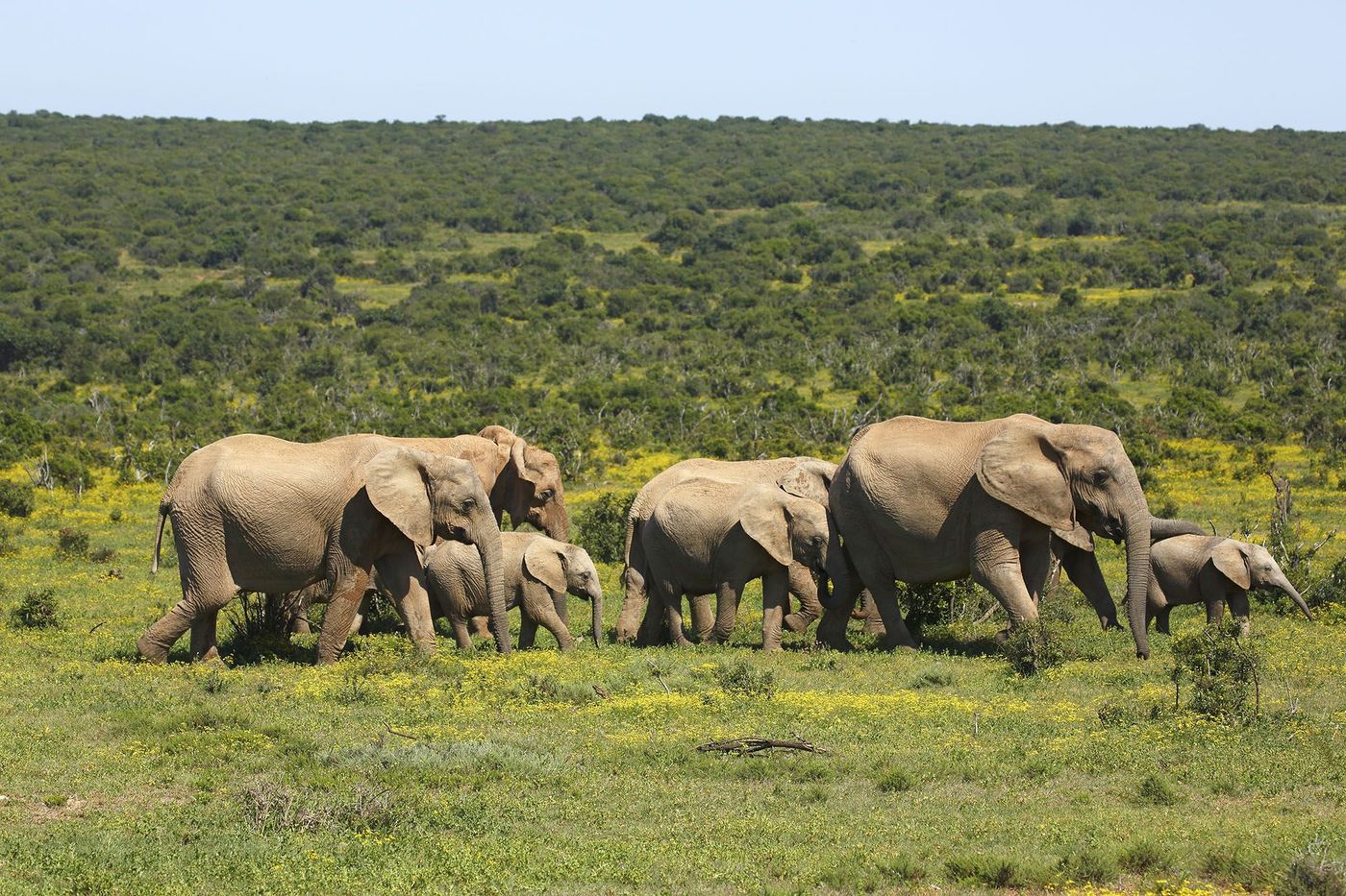 Éléphants de savane d'Afrique dans le Parc national des éléphants d'Addo - Afrique du Sud