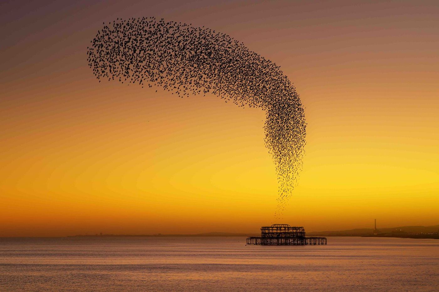 'West Pier Starlings', East Sussex