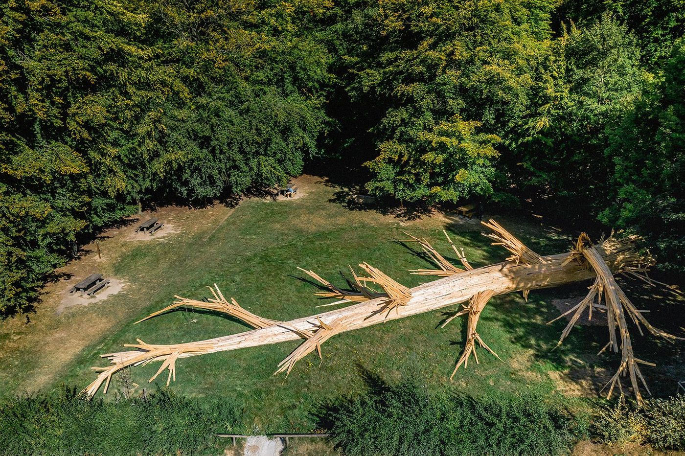 Forêt Monumentale