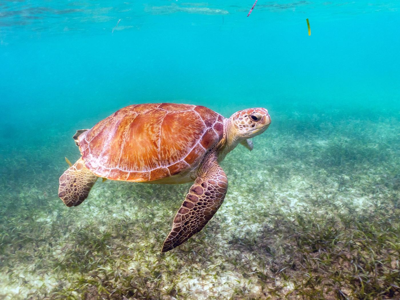Akumal - tortue