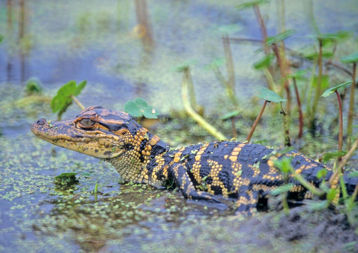 Alligator du bayou autour de Houma