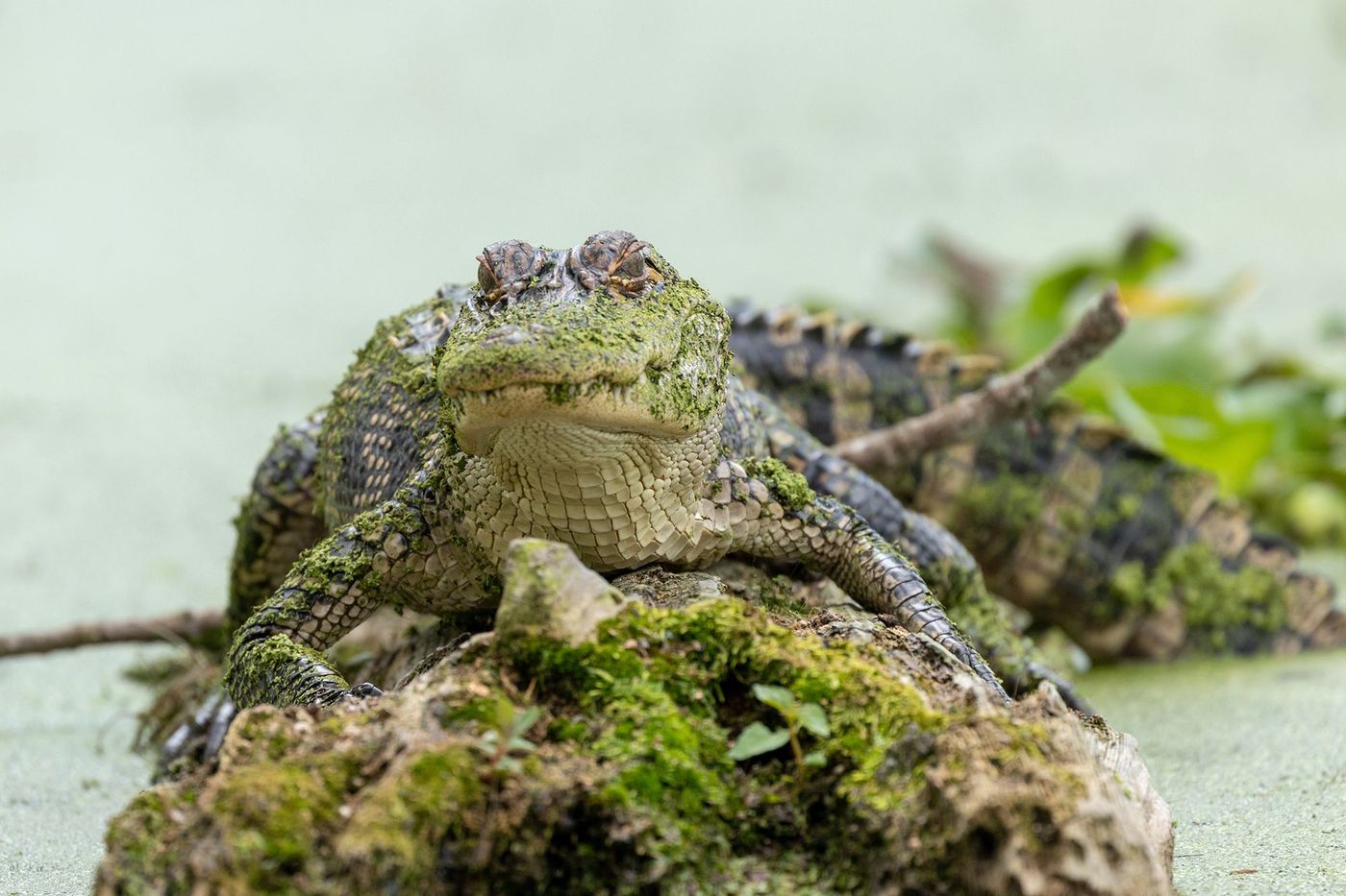 Alligator - lac Martin