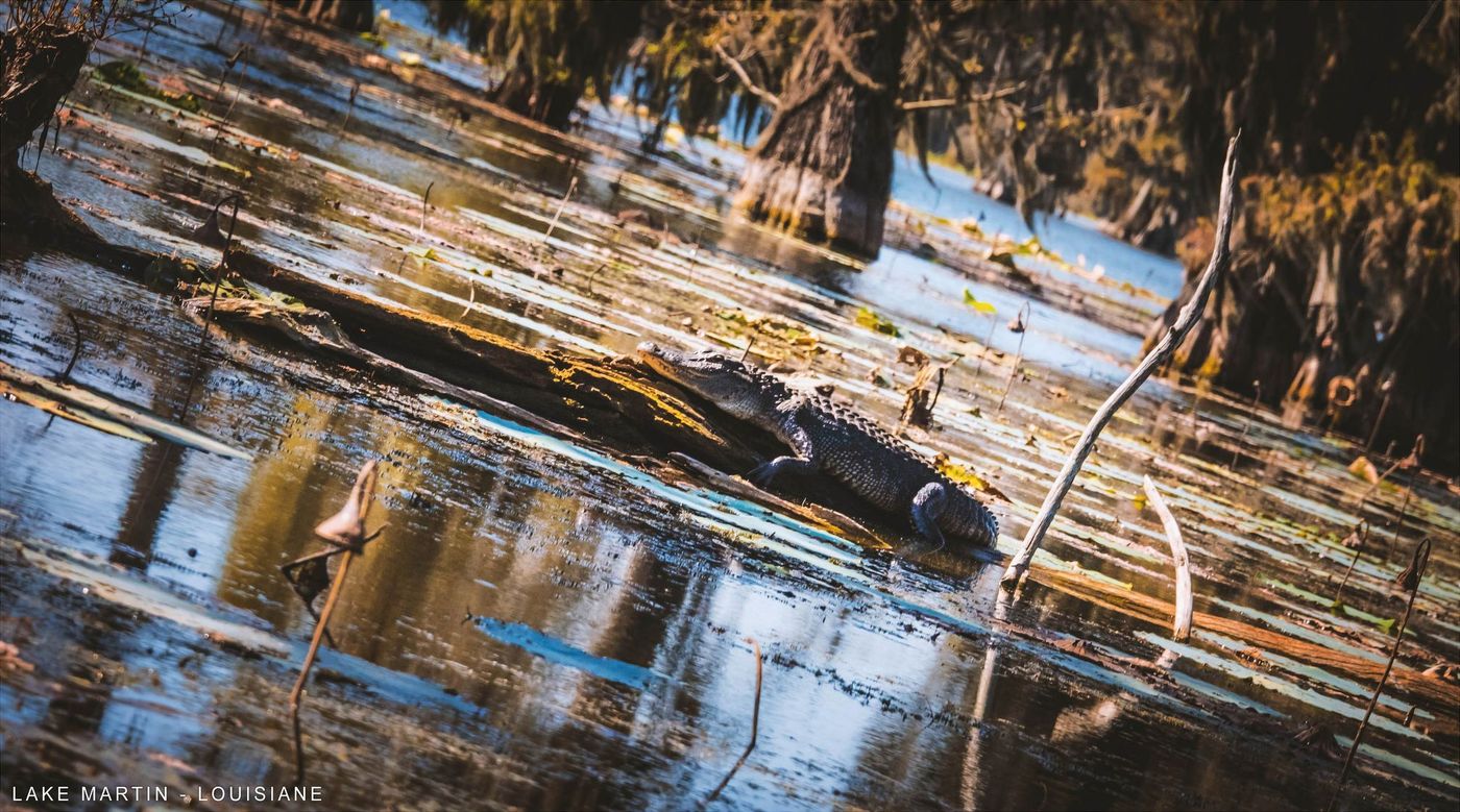 Louisiane Lake Martin Alligator