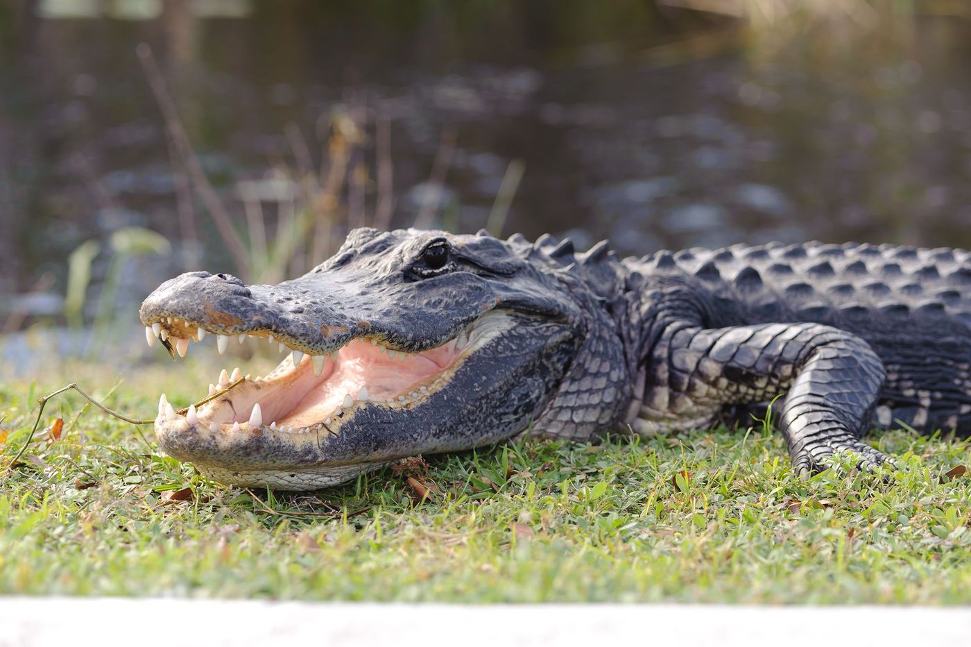 Alligator