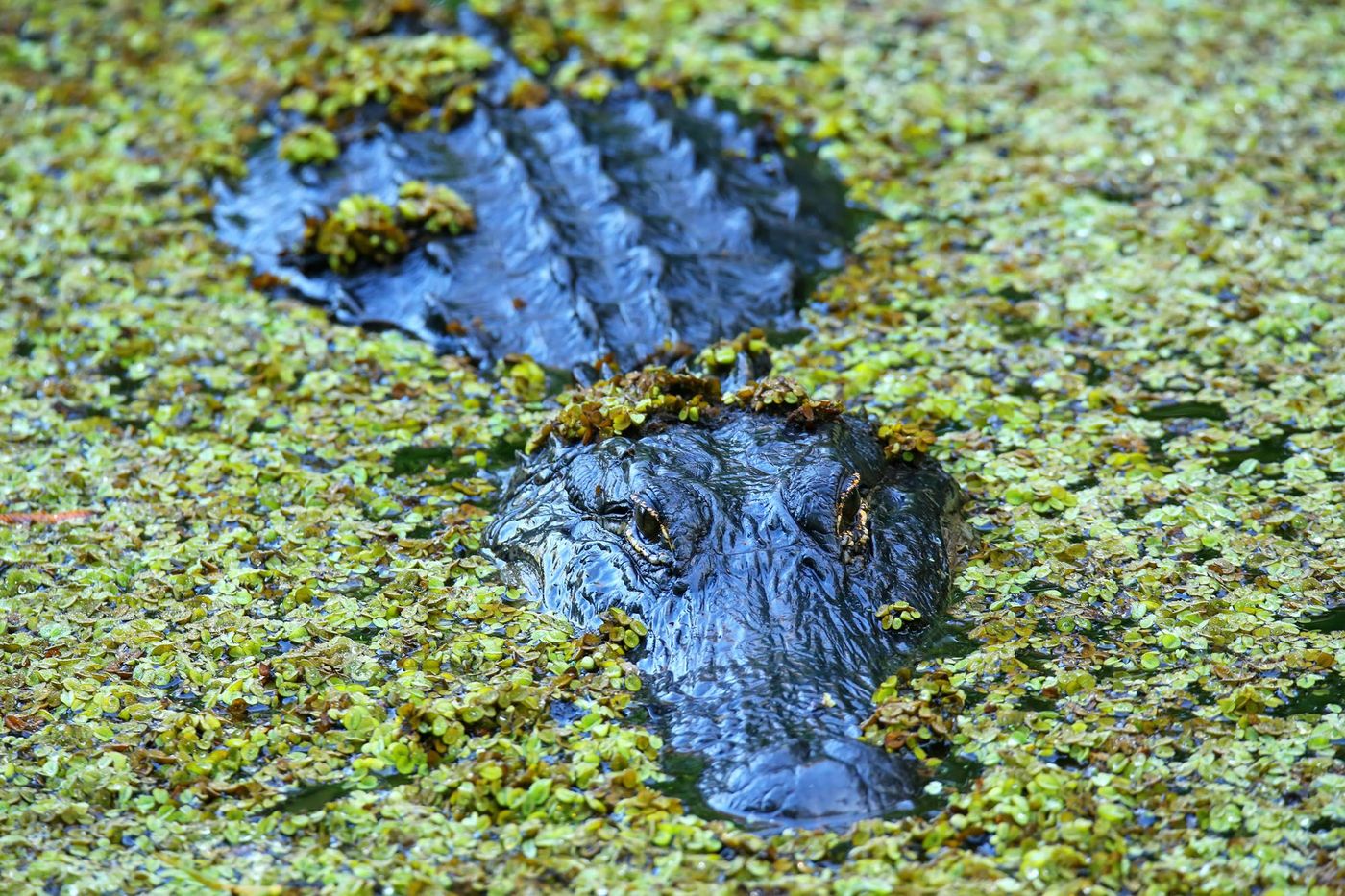Alligators Où animaux Floride