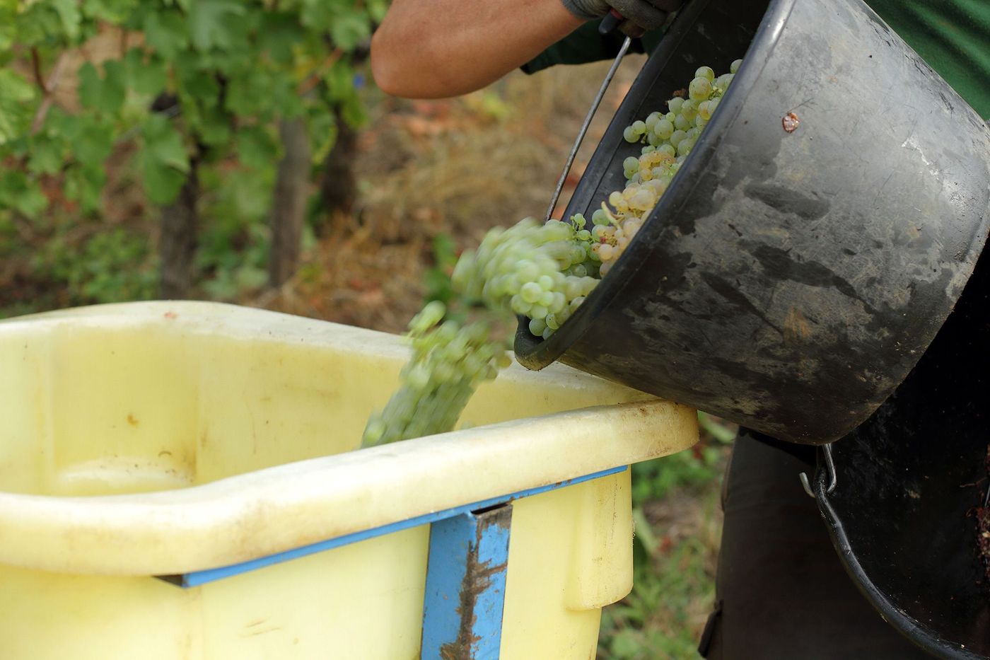 Alsace Vendanges