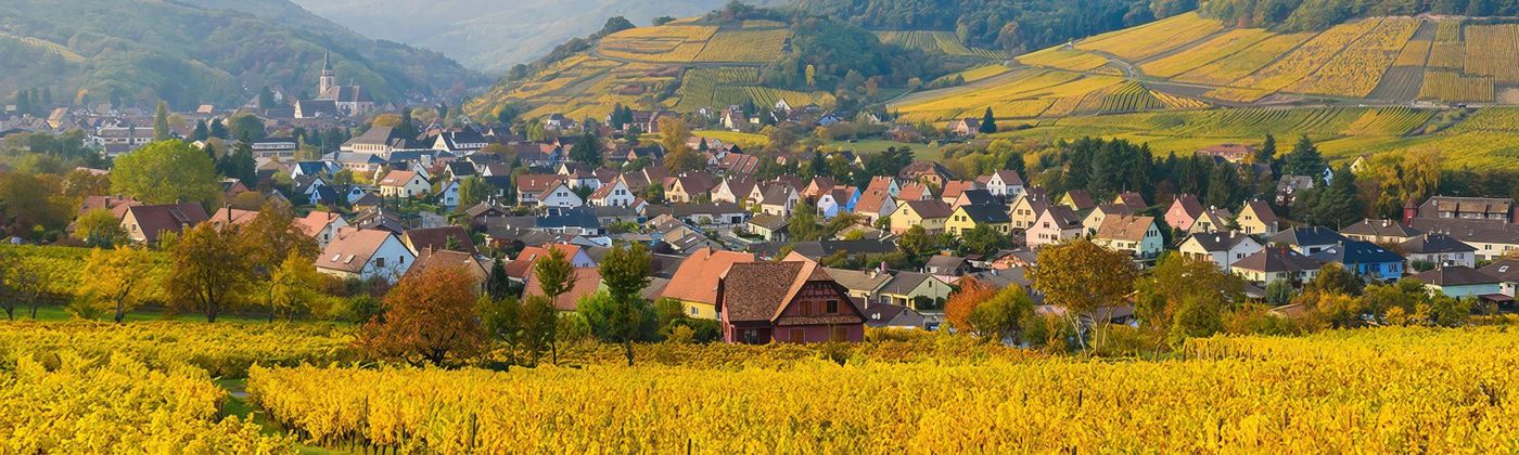 Vignes - Alsace