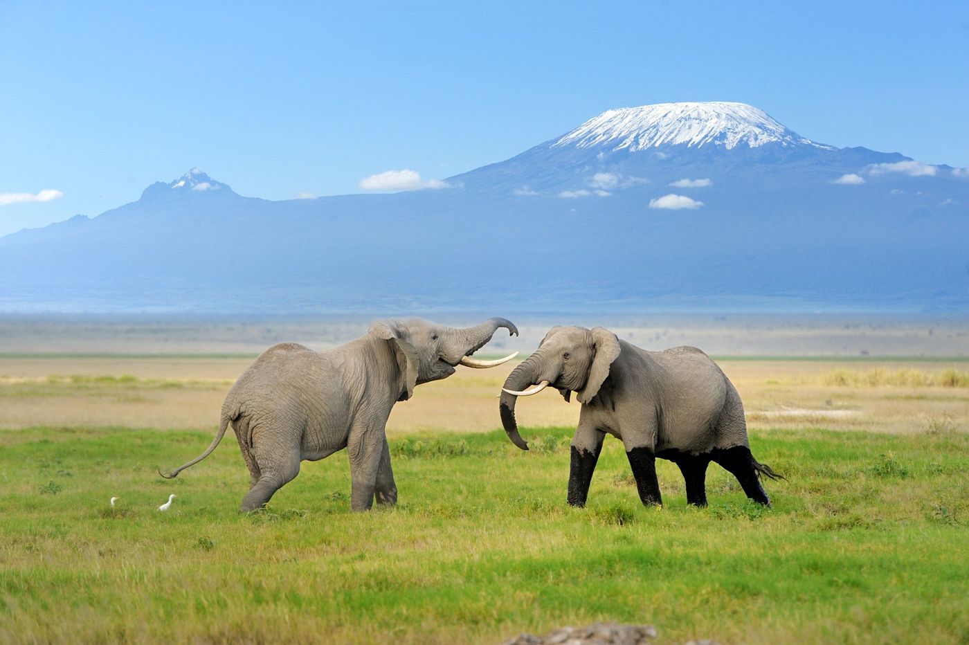 Amboseli Parc Kenya