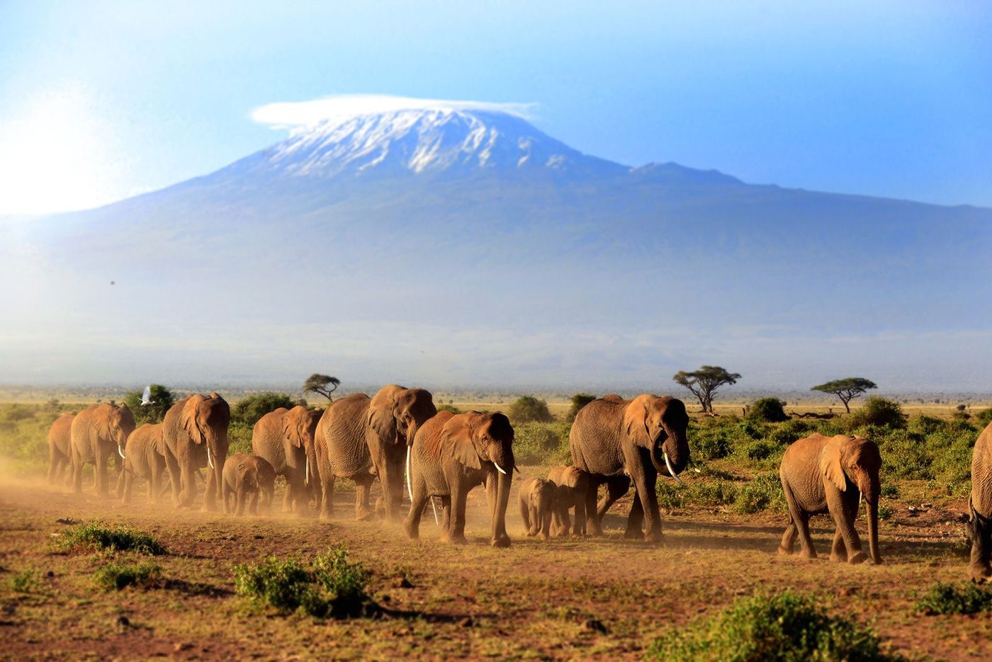 Kenya Amboseli éléphants