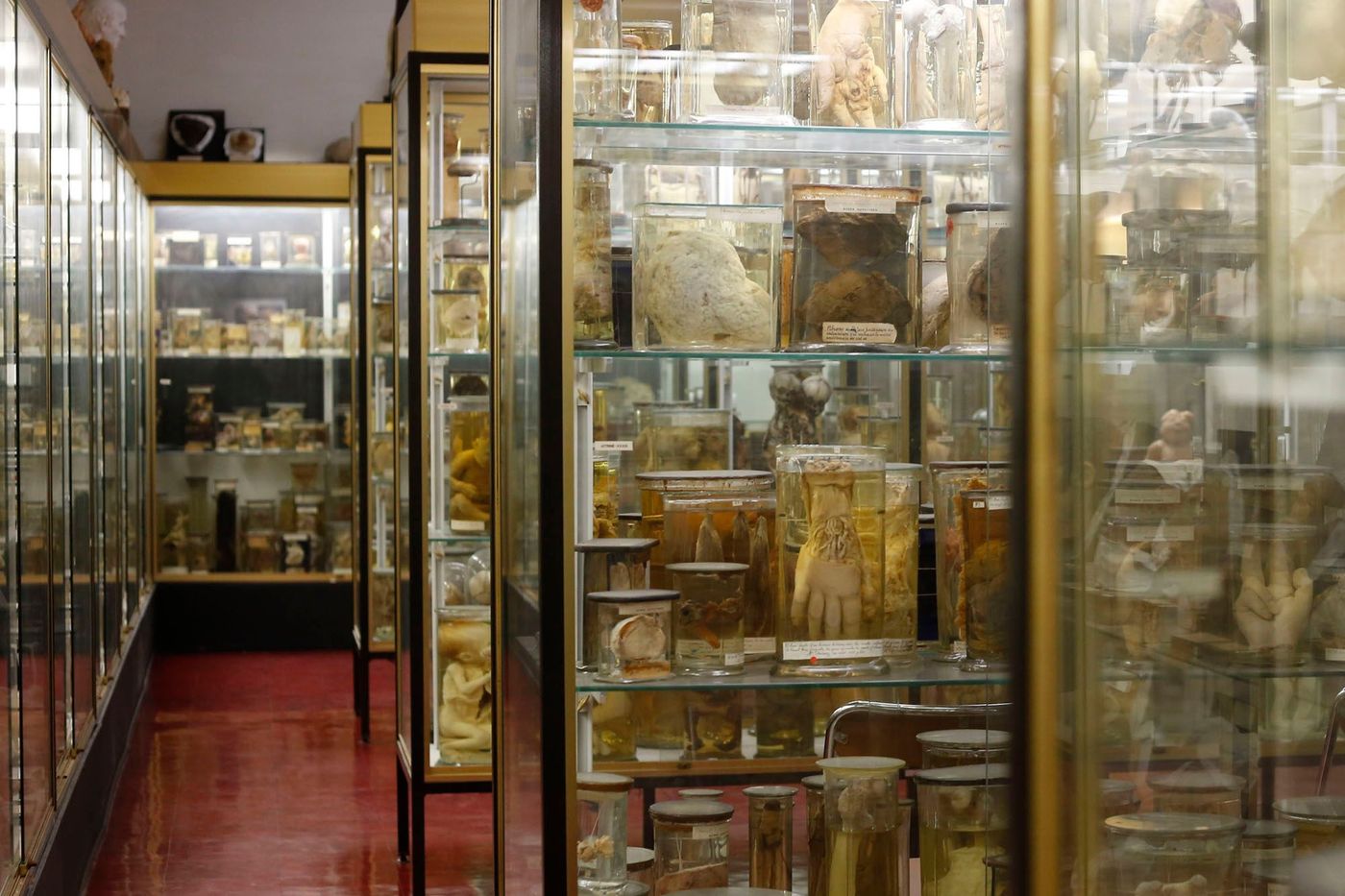 Anatomies Musées Paris