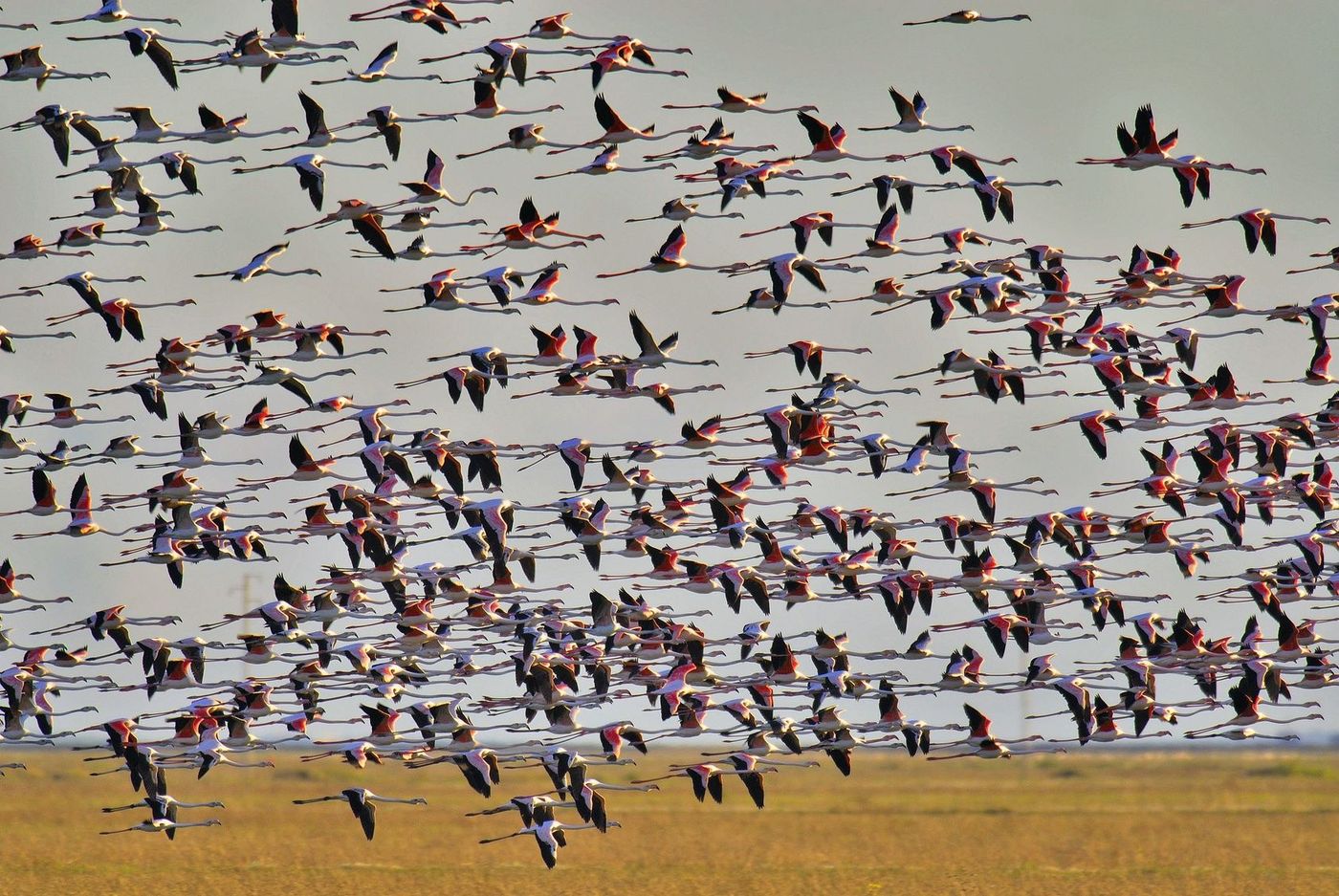 Andalousie Donana Flamants roses