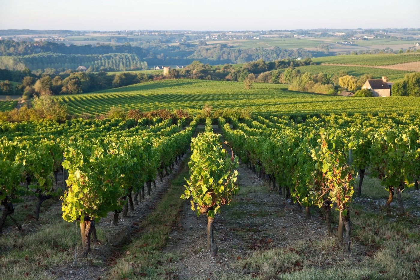 Pays de la Loire Anjou Vignes